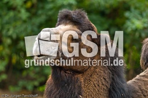 Kamel (63 von 108).jpg